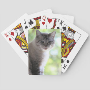 Cat Playing Cards