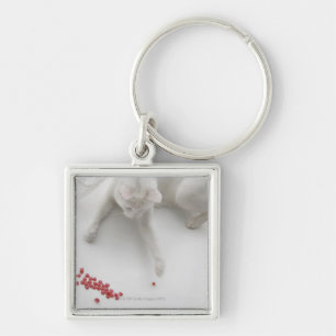 Cat playing with heart shaped candy key ring