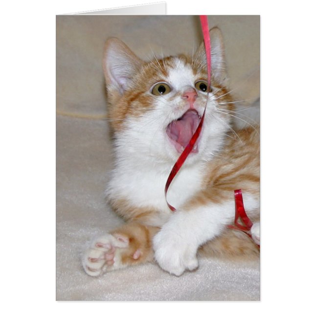 Cat plays with ribbon (Front)