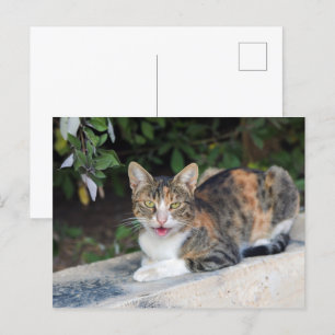 Cat portrait outdoors postcard