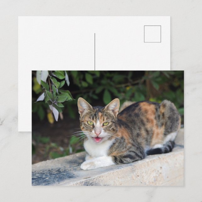 Cat portrait outdoors postcard (Front/Back)