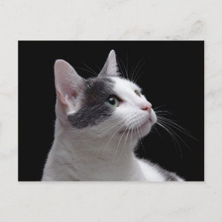 Cat Portrait Postcard