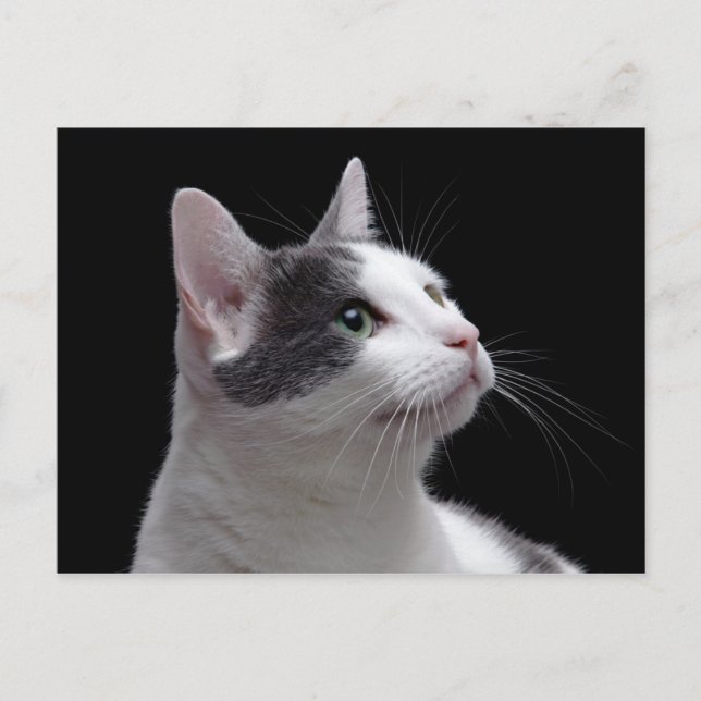 Cat Portrait Postcard (Front)