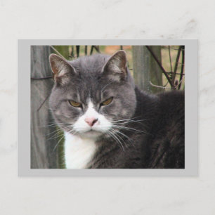 Cat Post Card