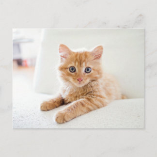 Cat Postcard