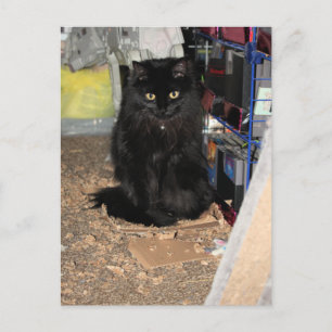 Cat  postcard