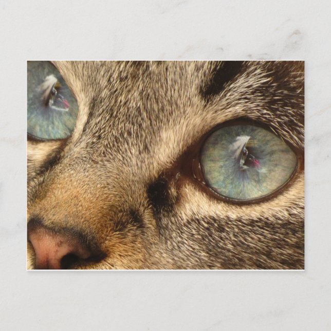 cat postcard (Front)