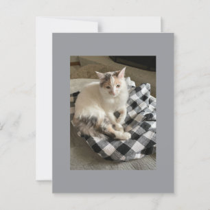 Cat Postcard