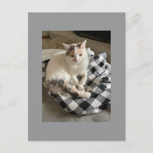 Cat Postcard (Front)