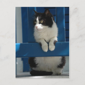 Cat Postcard
