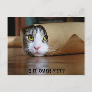 Cat Postcard