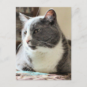 Cat Postcard