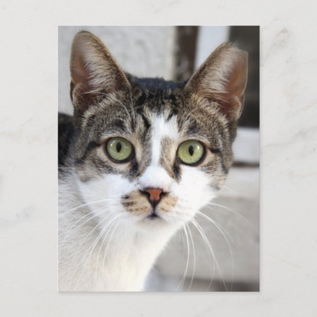 Cat Postcard (Front)