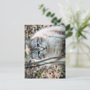 Cat Postcard