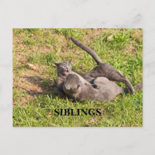 Cat Postcard