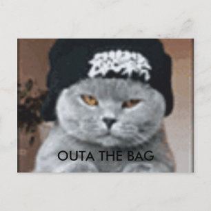 CAT POSTCARD