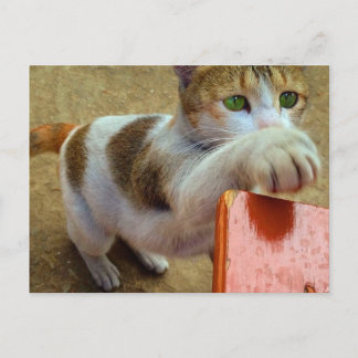 Cat Postcard