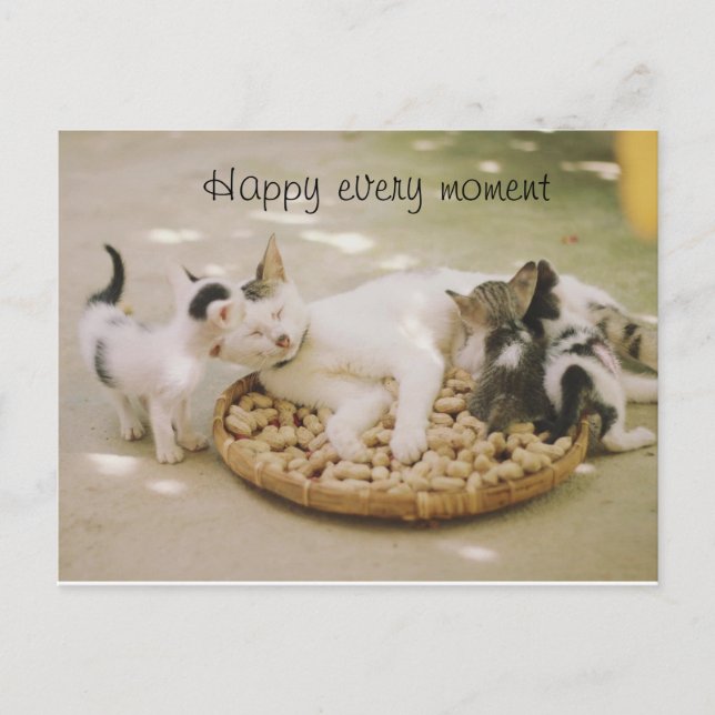cat Postcard (Front)