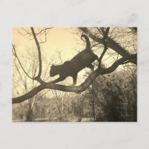 Cat Postcard