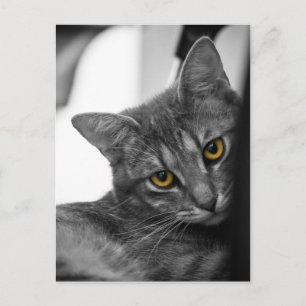 Cat Postcard
