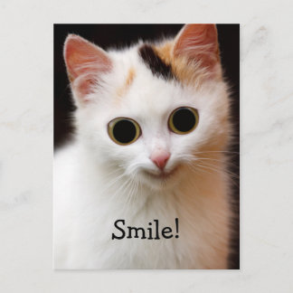 Cat Postcard