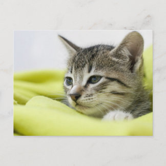 Cat Postcard