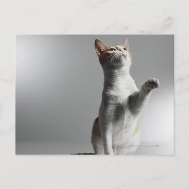 cat postcard (Front)