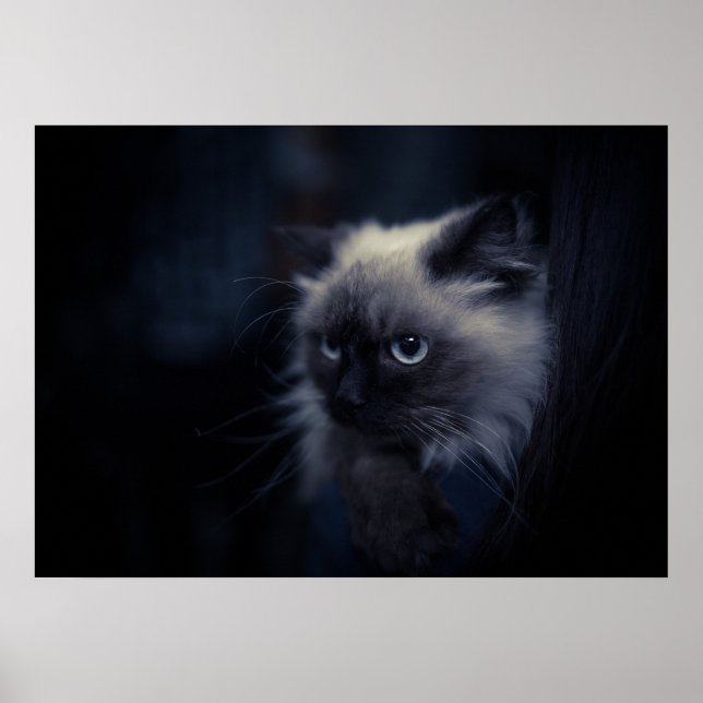 Cat Poster (Front)