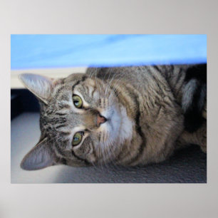Cat  poster