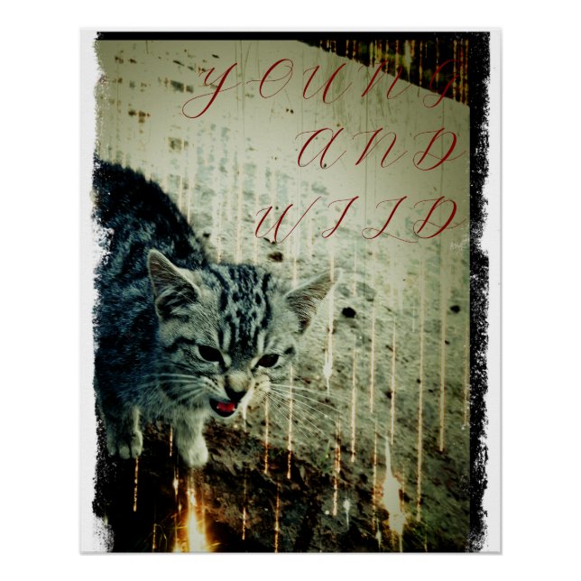 Cat Poster - Young and Wild (Front)