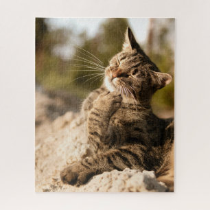 Cat Puzzles Cat Kitten Photography Animal Pic Cat