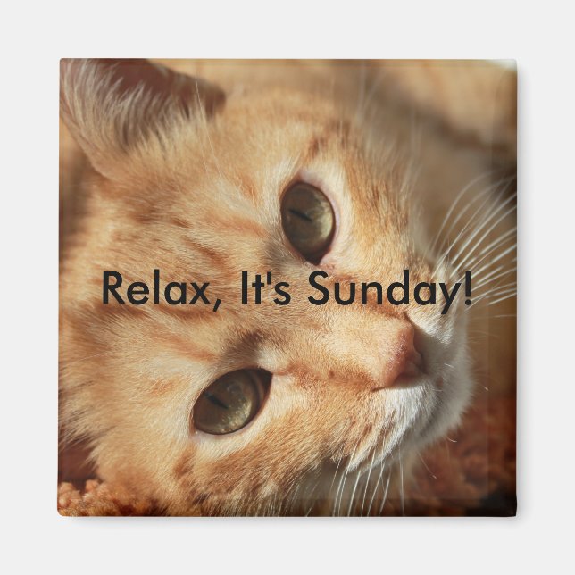 Cat quote magnet (Front)