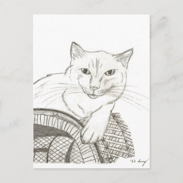 Cat Ragdoll Portrait Postcard (Front)