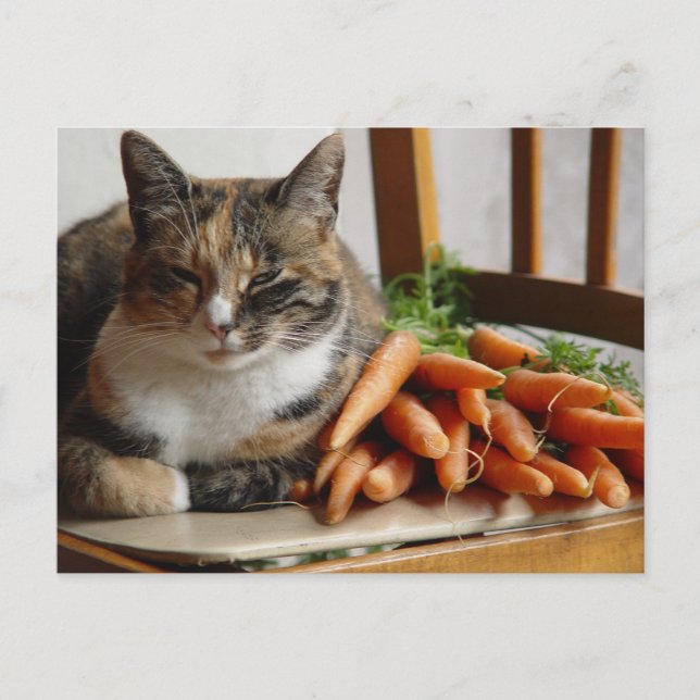 Cat 'Red' with Carrots Postcard (Front)