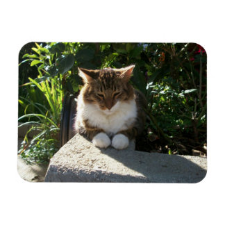 Cat resting on a wall magnet