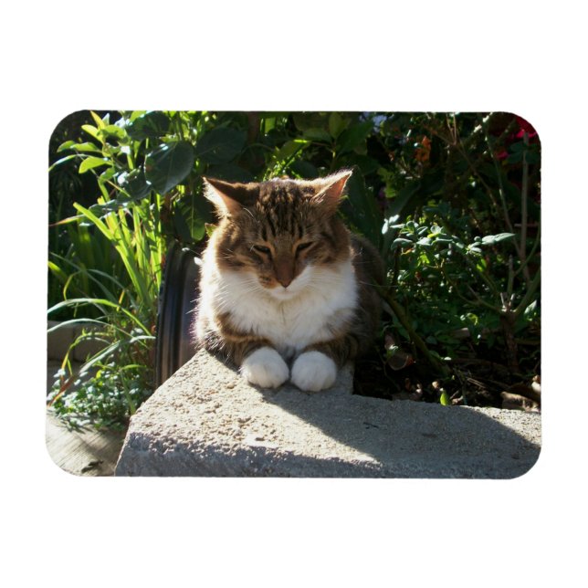Cat resting on a wall magnet (Horizontal)