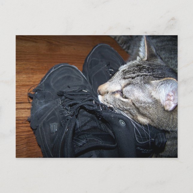 cat resting on old shoes postcard (Front)