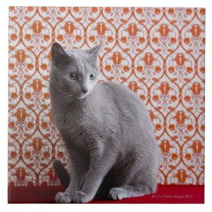 Cat (Russian blue) and wallpaper background Ceramic Tile