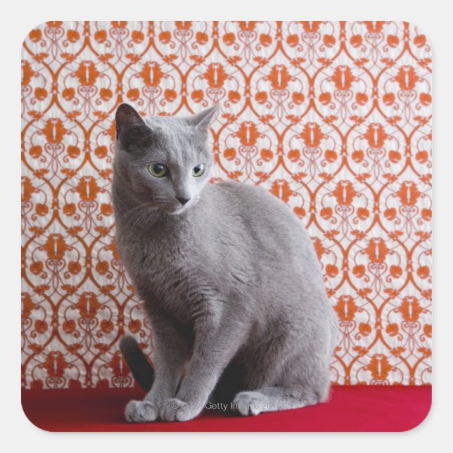 Cat (Russian blue) and wallpaper background Square Sticker (Front)