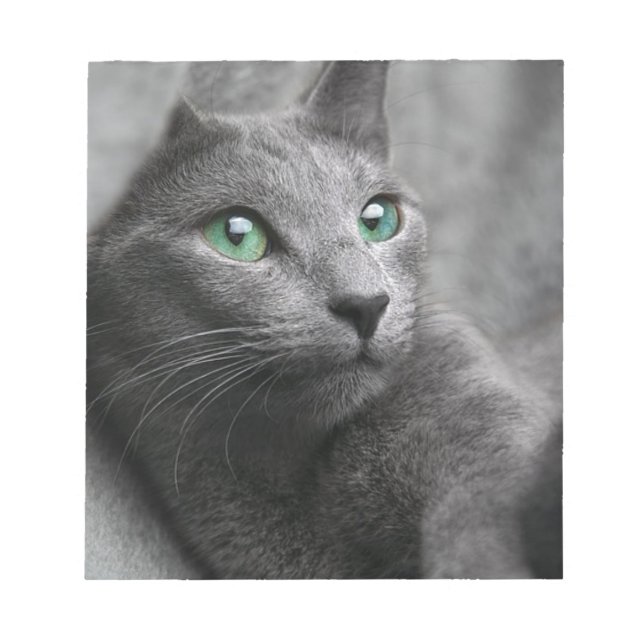 Cat Russian Blue Look Eyes Grey Pet Notepad (Front)