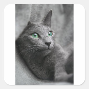 Cat Russian Blue Look Eyes Grey Pet Square Sticker