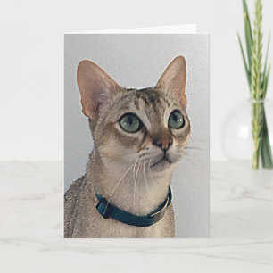 Cat’s Snarky Apology Birthday Card