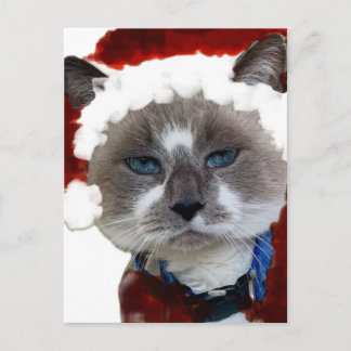 Cat Santa Claws Christmas Maureen Girard Blue Eye  Postcard