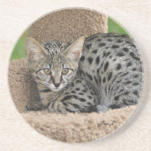 Cat Series---Serval Savannah Cat---Coaster Coaster