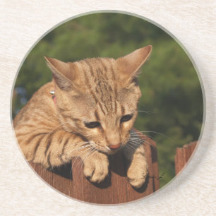 Cat Series---Serval Savannah Cat---Coaster Coaster