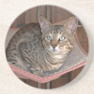 Cat Series---Serval Savannah Cat---Coaster Coaster