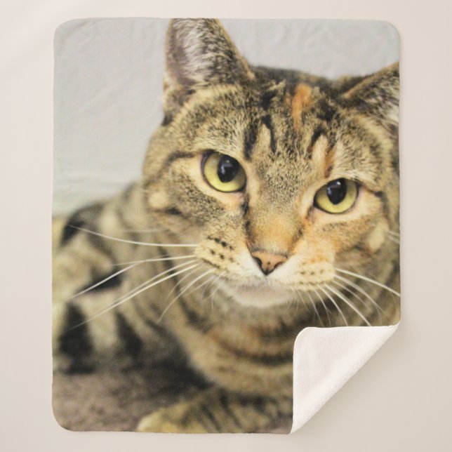 Cat  sherpa blanket (Front)