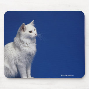 Cat sitting against blue background mouse pad