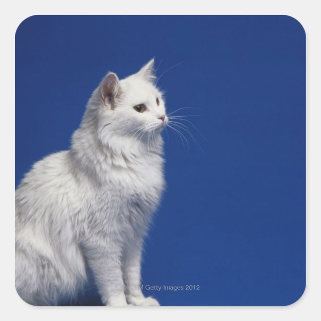 Cat sitting against blue background square sticker (Front)