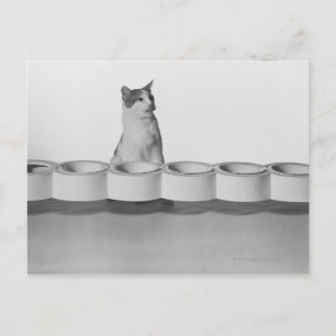Cat sitting and licking beside pet bowl on white postcard